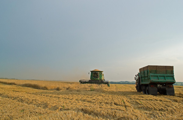Ernte in der Ukraine